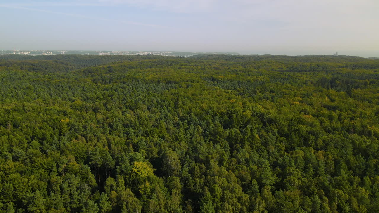 울창한 녹색 숲 위를 비행