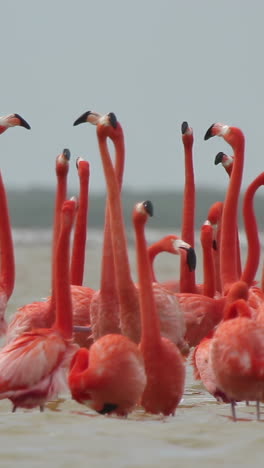 Flamenco-Rosado-México-Vida-Silvestre-Aves