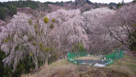 enormes árboles de sakura en el campo de japón