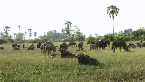 Una-Manada-De-Gnu-En-Botswana,-áfrica