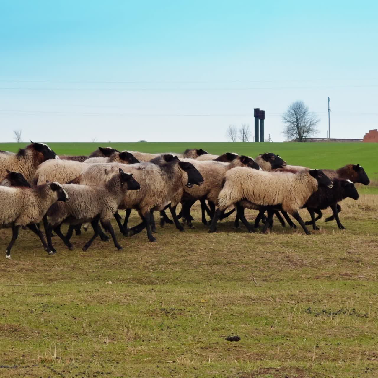 Simpatici ovini lanosi corrono per il campo. Animali domestici bianchi e marroni in campagna