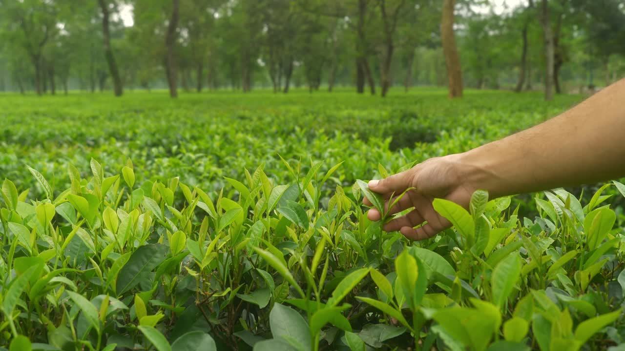 Primo piano delle mani di un agricoltore che controlla la qualità delle foglie di tè in una piantagione di tè ai piedi di Darjeeling, Bengala Occidentale. Inquadratura statica
