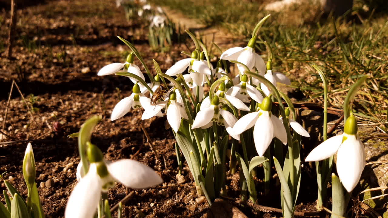 Primo piano di un'ape e fiori bianchi di bucaneve in fioritura primaverile, anche conosciuti come Galanthus Nivalis