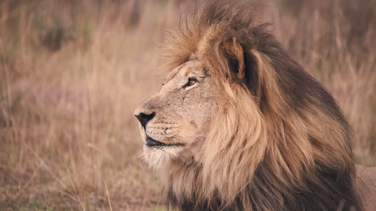 león mirando a la distancia en la hierba de la sabana africana, perfil de cerca