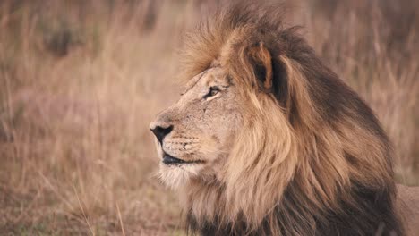 lion staring into distance in african savannah grass, profile close up