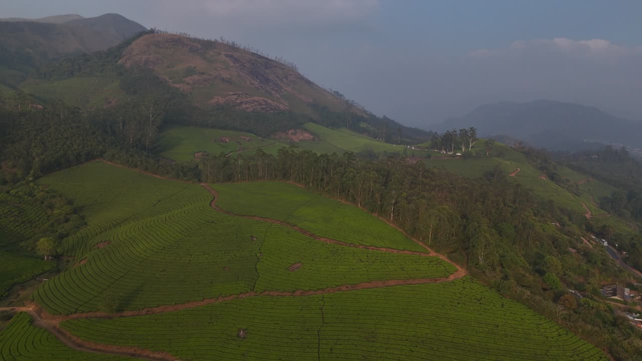 Green tea plantations in the morning. Munnar, Kerala state, India
