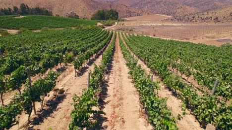 Toma-Aérea-Sobre-Una-Calicata-Dentro-De-Los-Viñedos-En-Fray-Jorge,-Valle-De-Limari,-Chile