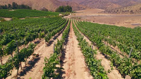 toma aérea sobre una calicata dentro de los viñedos en fray jorge, valle de limari, chile