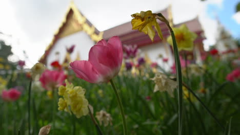 Zoomen-Sie-Durch-Ein-Tulpen--Und-Narzissenblumenfeld,-Das-Einen-Herrlichen-Blick-Auf-Einen-Versteckten-Thailändischen-Buddhistischen-Tempel-Freigibt