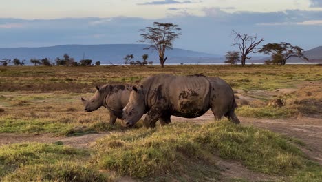 Pair-Of-Black-Rhinoceros-Walking-In-The-Grassland-At-Lake-Nakuru-National-Park-In-Kenya,-East-Africa