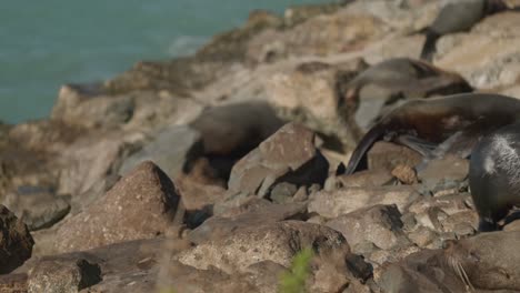 static shot of a seal crawling across the rocks with other seals sleeping