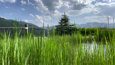 Panning-shot-of-growing-green-grass-in-front-of-idyllic-lake-and-mountain-silhouette-in-background-during-summertime