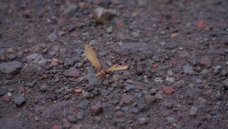 winged termite or flying ant or "laron" was on rocky ground with its wings spread after the rain