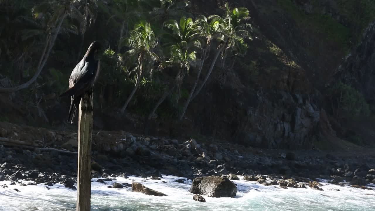 pájaro en el poste en la isla pitcairn