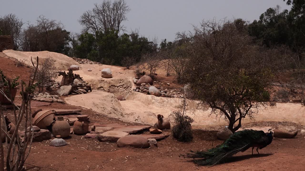 Under a super cool scene that is sunny, with rocks and slightly diverse vegetation, we see a magnificent, majestic bird moving under a blue sky