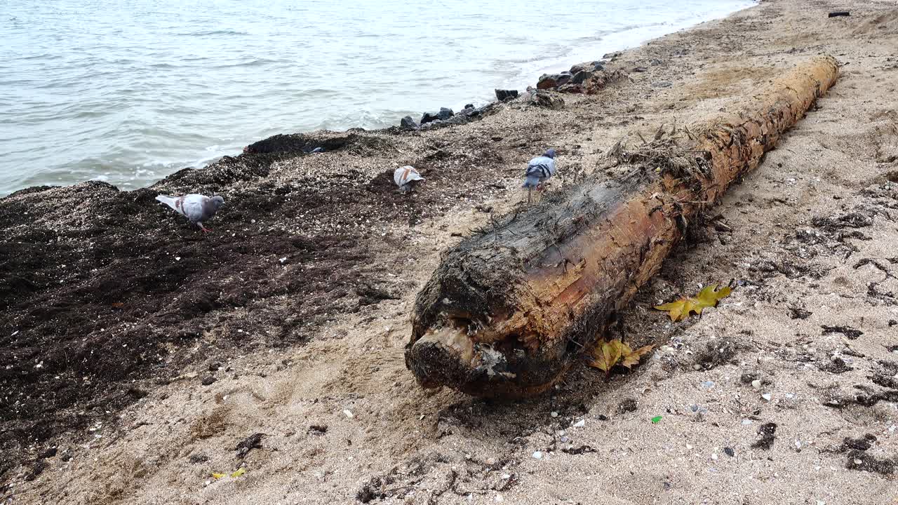 Storm has thrown out an ancient mast on the sandy seashore. Mast from the ancient sunk ship