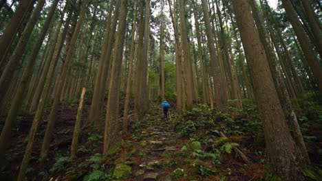 Tilt-down,-hiker-climbs-natural-stairs-through-lush-forest,-Japan