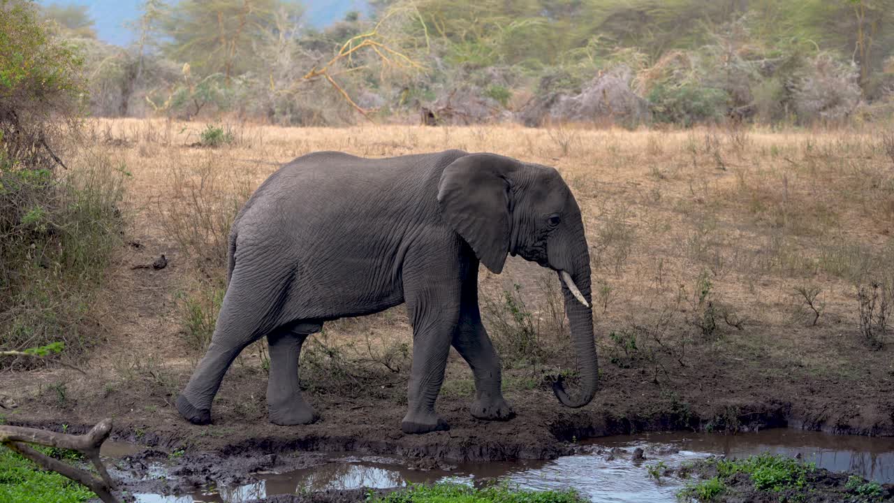 어린 수컷 코끼리는 물웅덩이에서 물을 마시기 위해 멈춘 다음 멀리 걸어갑니다, ngorongoro tanzania, handheld pan right follow shot