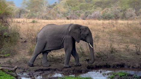 young male elephant stops to drink from a waterhole then walks away, ngorongoro tanzania, handheld pan right follow shot