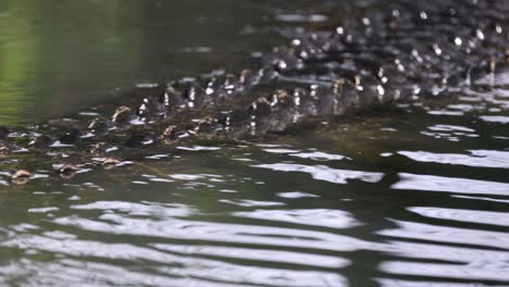 estuarine crocodile swim in water.