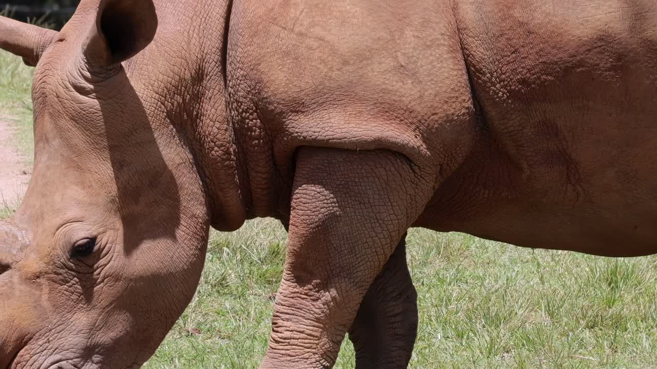 A detailed view of a rhinoceros eating grass, highlighting its skin texture and horn in natural light.