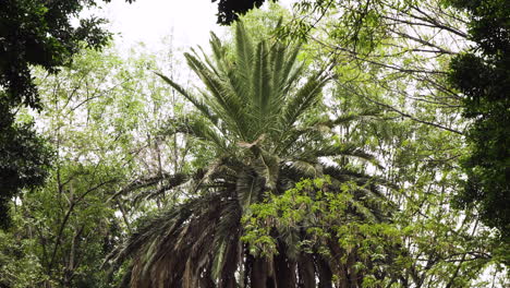 Giant-palm-tree-sits-still-on-cloudy-day-in-a-downtown-Mexico-City-park