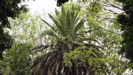 giant palm tree sits still on cloudy day in a downtown mexico city park