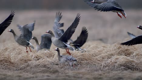 gran bandada de gansos de frente blanca y otros durante la migración de primavera descansando y alimentándose en el despegue de la pradera