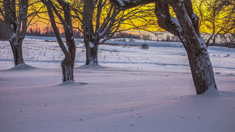 Trees-standing-by-a-field-covered-with-snow-in-cold-winter,-changing-colors-due-to-sunset,-golden-horizon-with-a-touch-of-pink---static-timelapse-shot