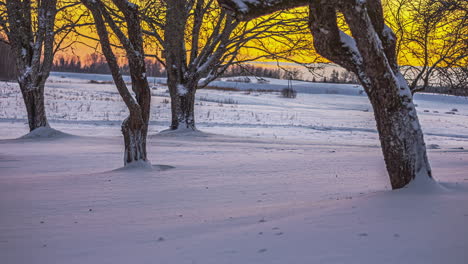 árboles parados junto a un campo cubierto de nieve en el frío invierno, cambiando de color debido a la puesta de sol, horizonte dorado con un toque de rosa - toma estática de tiempo