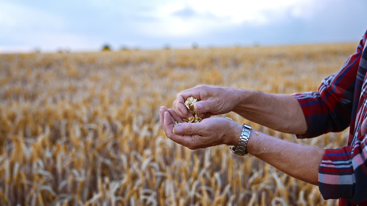 Hands of unrecognized man in checkered shirt rub the ears of ripe wheat. Dry grains fall on the male palm. Close up. Field at backdrop in blur.
