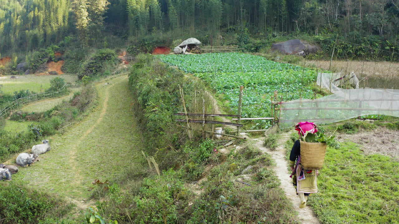 Woman carrying herbs in basket walks rural path near Tả Phìn vegetable field