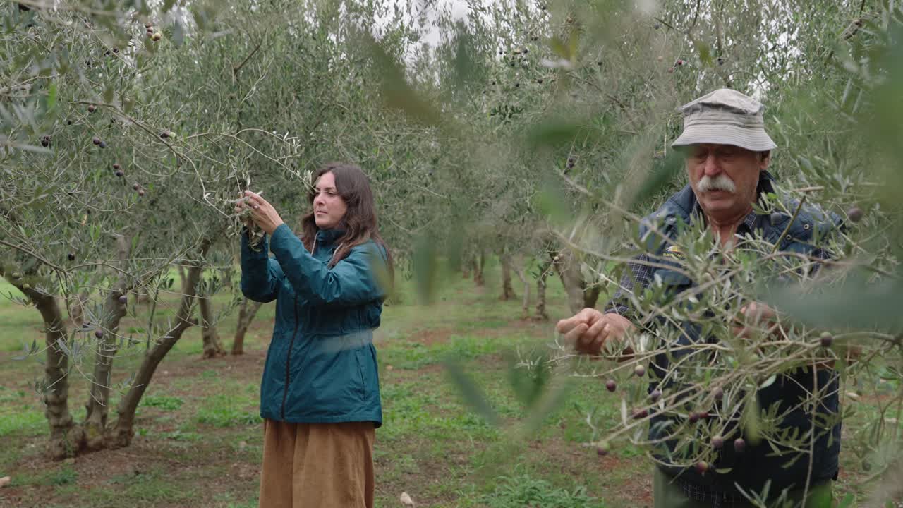 A Woman And An Aged Man Harvesting In The Olive Groves. Slow Motion Shot