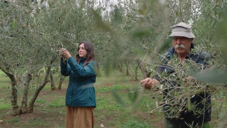 a woman and an aged man harvesting in the olive groves. slow motion shot