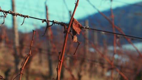 a closeup from a fence on a wine field