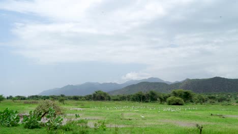 flock of domesticated ducks grazing on meadow landscape near omo valley in ethiopia