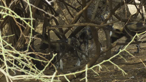 pack of african wild dogs seeking shelter in a thicket