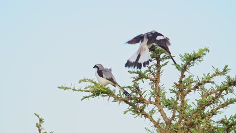 movimiento lento del pájaro fiscal de espalda gris encaramado en un arbusto en áfrica, aves africanas encaramadas en ramas de arbustos, en vuelo volando y aterrizando en un safari de vida silvestre en masai mara kenia