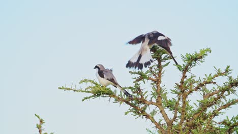 slow motion of grey backed fiscal shrike bird perching on bush in africa, african birds perched on branches of bushes, in flight flying and landing on wildlife safari in masai mara kenya birdlife