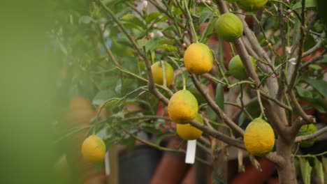 Lemons hanging on a tree.