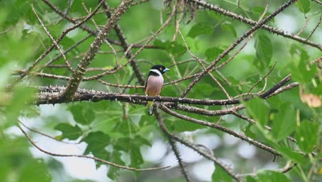 Facing-to-the-right-and-looking-around-as-the-wind-blows-in-the-forest,-Black-and-yellow-Broadbill-Eurylaimus-ochromalus,-Kaeng-Krachan-National-Park,-Thailand