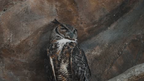 sleepy great horned owl in tropical mountains of south america