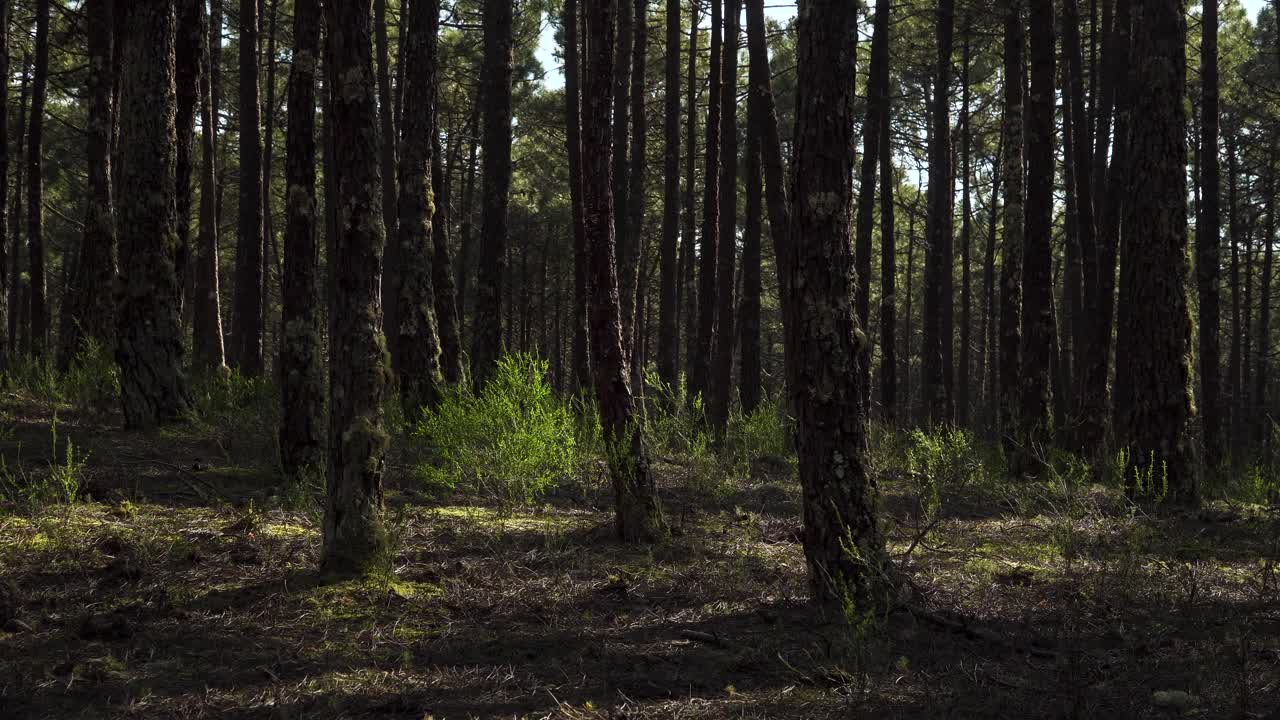 Paesaggio in 4K di una foresta di pini con alcuni cespugli che ondeggiano al vento
