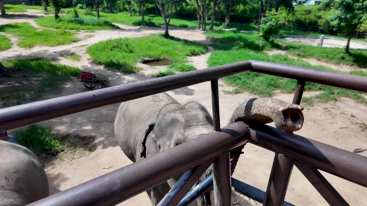 A playful young elephant extends its trunk for food from an elevated walkway in a Thailand reserve. The lush, natural environment offers a glimpse into the elephant's habitat.