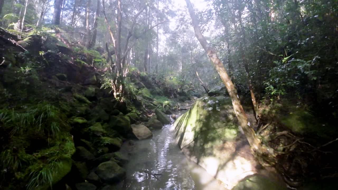 A peaceful flythrough scene of a stream in a dense, shadowy forest