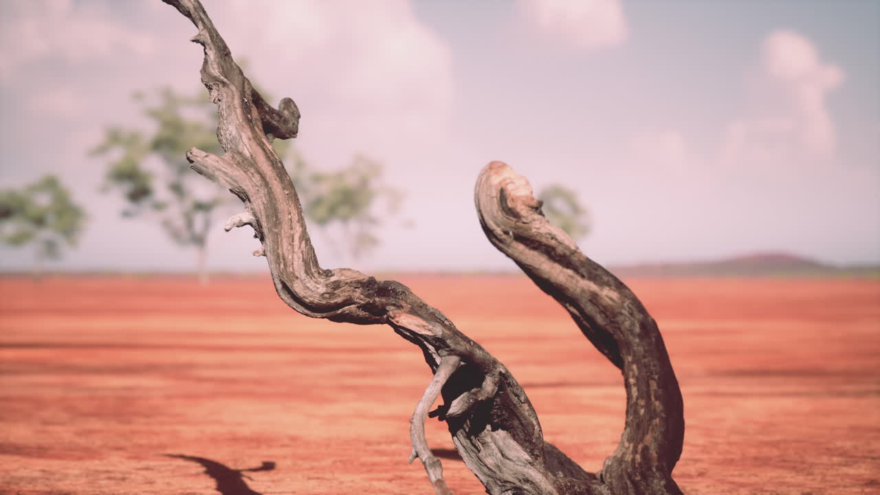 겨울에 초원과 나무의 건조한 풍경