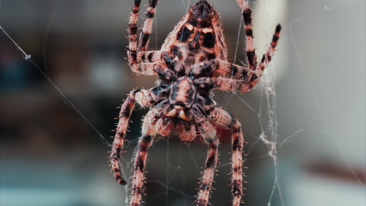 Close up of a spider sitting in its web, showing intricate details of its body and fine silk threads