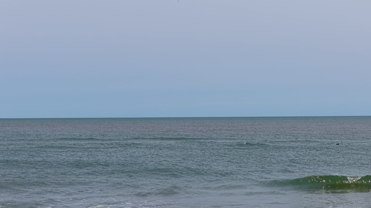 Luftoptagelser med drone af Atlanterhavet nær Charleston viser rullende bølger og en delfin eller stor fisk, der bryder overfladen, mens havfugle svæver over dem og indfanger den fredfyldte kystscene