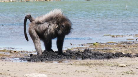 a large male chacma baboon digs in the mud on a windy day in south africa