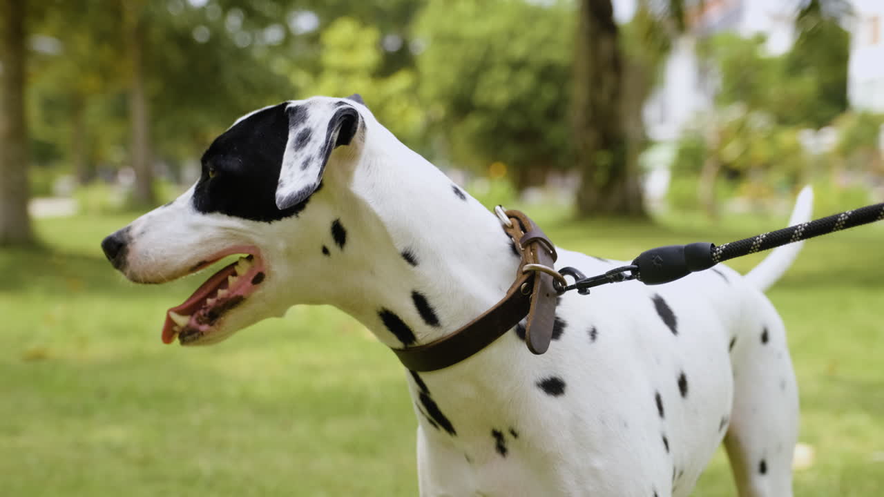 공원에 있는 개